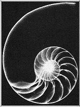Fibonacci in nature
